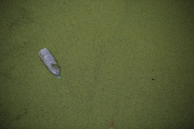 تمام این رودحانه آلوده در چین را ریزجلبک‌ها پوشانده