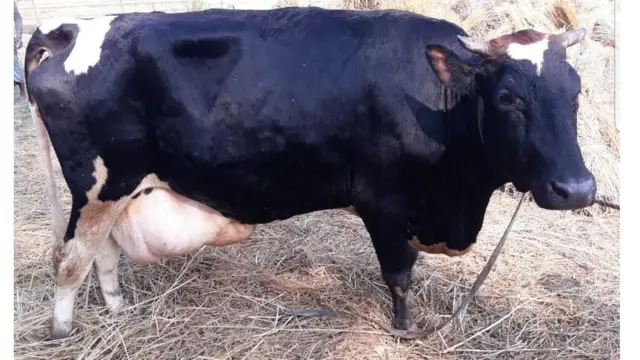 এই রোগে আক্রান্ত গাভীর দুধের উপাদন ক্ষমতা কমে যায়।