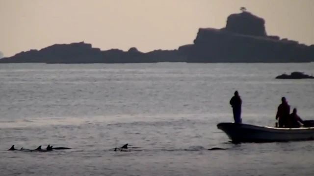 Barcos usando tortura sonora para enrurralar golfinhos e depois capturá-losquais são as melhores casas de apostasredes no Japão