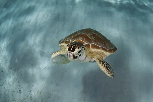 पर्यावरण संरक्षण