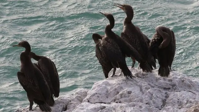 جزیره سقطری زیستگاه گونه های جانوری و گیاهی نادر است