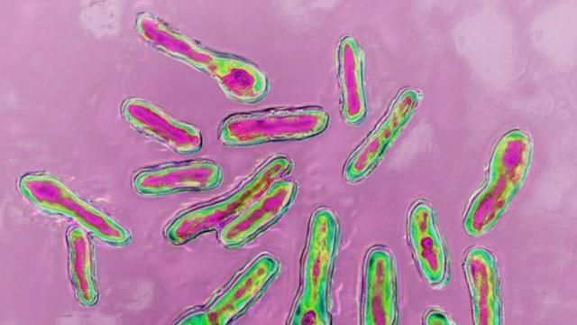 Germes vistos a partir de um microscópio