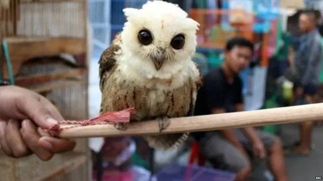 दिवाली पर उल्लू की बलि