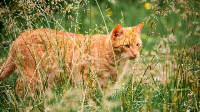 Um gato laranja brincando no campo