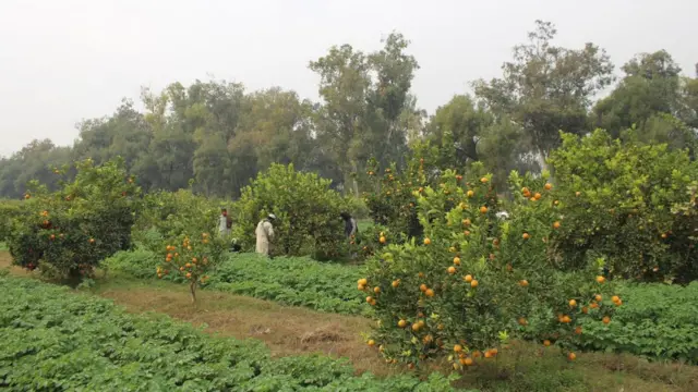 کارګر