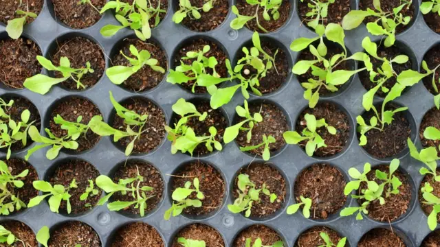 બિયારણ ખરીદી