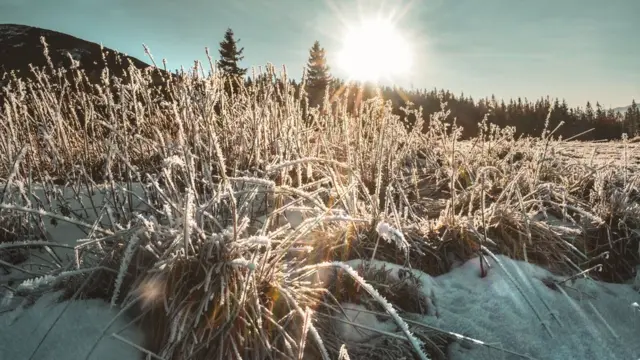 ‎Полонина Хом'яків