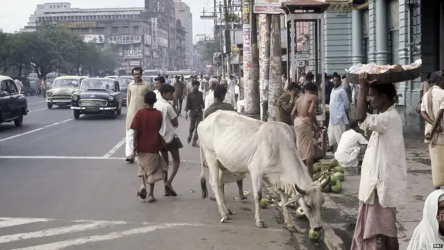रस्त्यावरची एक गाय
