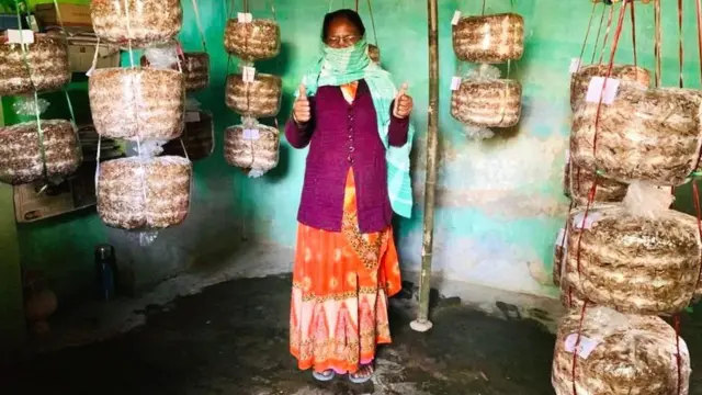 مشروم بڑے بستوں میں اگائی جاتی ہے اور اسے چھت یا چھپر سے لٹکایا جاتا ہے