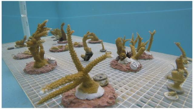 شعاب مرجانية مزروعة في إحدى المختبرات العلمية