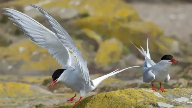 Ijapokuwa haijathibitishwa hakuna mnyama anaweza kuwashinda ndege