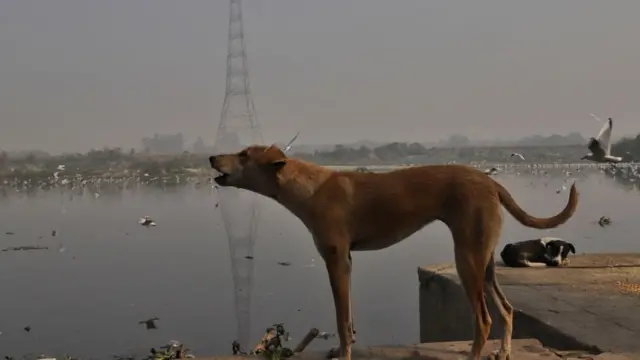 நாய்