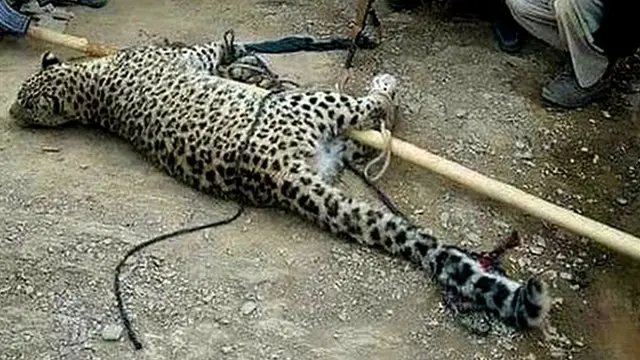 تصویری از پلنگ برفی