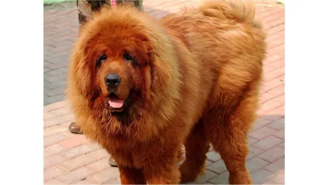 빅 스플래시라는 이 개는 중국 출신 구매자에게 기록적인 가격으로 거래됐다