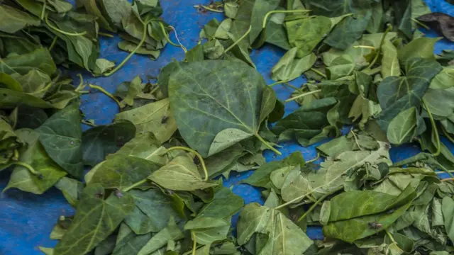 Ụtazị so n'akwụkwọ nri ndị ọrịa ọbara nko ga na-eri