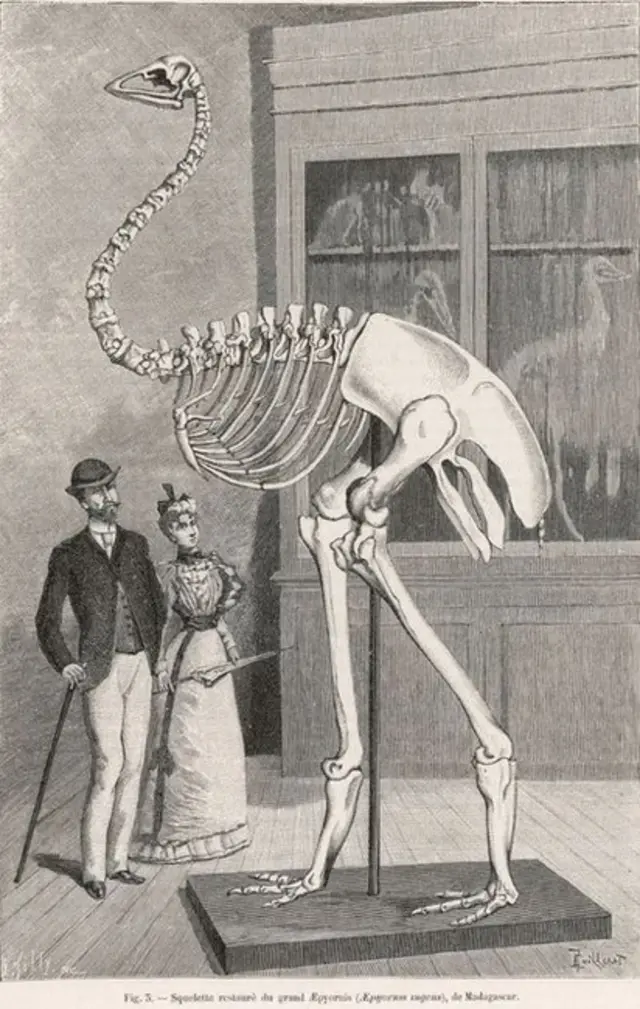 ماداگاسکار