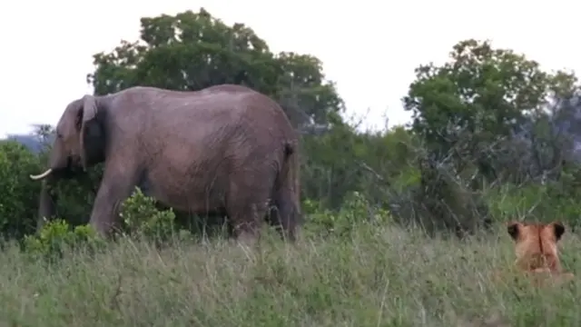 జంతువుల మధ్యలో క్రికెట్