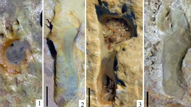 Parmi les empreintes d'animaux dans la roche de Matalascañas, certaines avaient l'air humaines, mais ont probablement été laissées par des Néandertaliens.