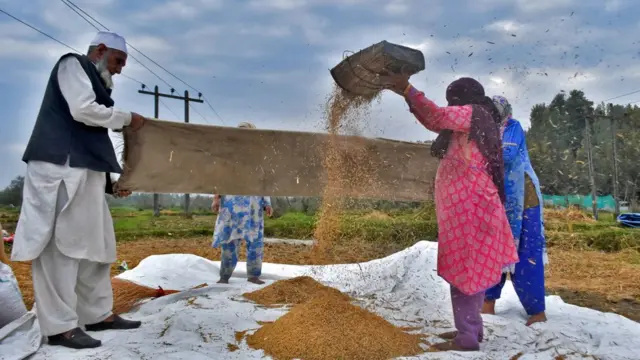 دھان کی فصل