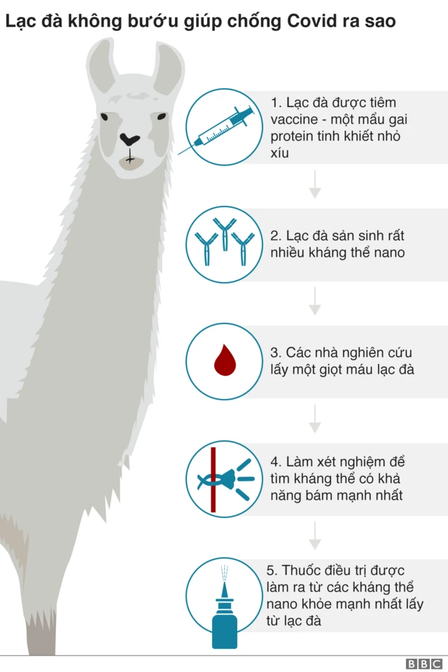 Llamas and covid graphic Vietnamese