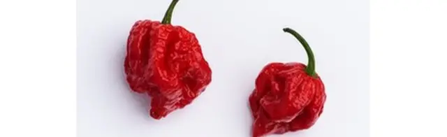Carolina Reaper chili pepper