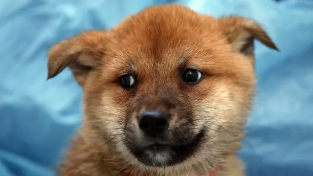A dog rescued from a South Korean meat farm