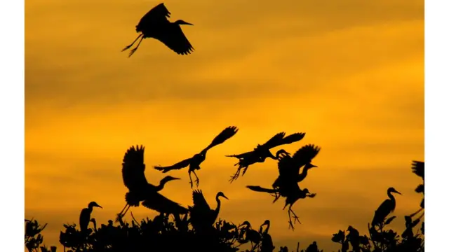 సుమత్రా