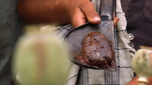 ఓపియం పాపీ