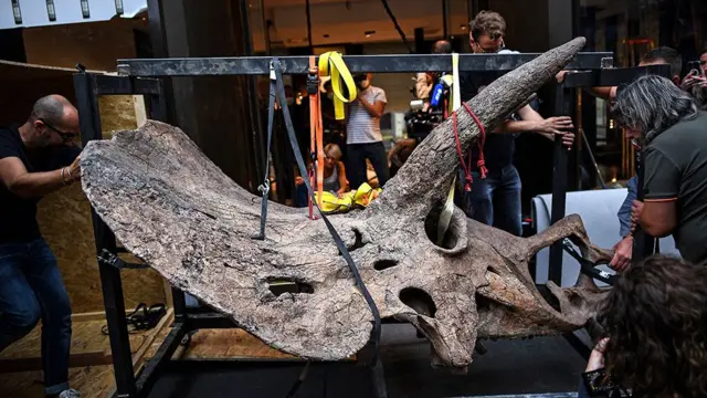 جمجمة ديناصور ثلاثي القرون