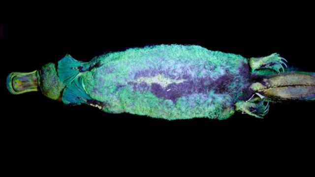 ขนของตุ่นปากเป็ดสามารถเรืองแสงในความมืดมิดได้