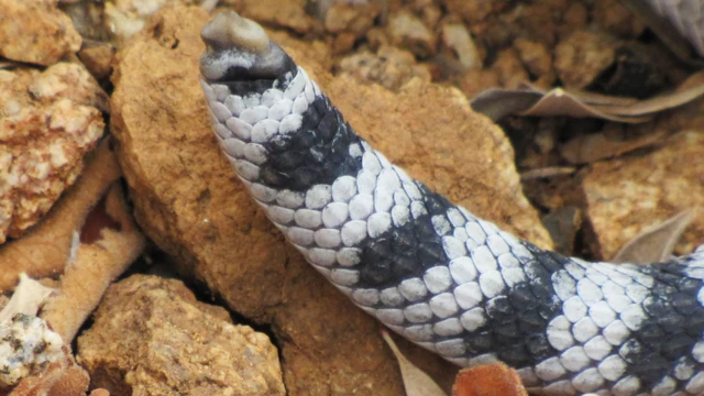 Crotalus catalinensis, (uma cascavel sem guizo, endêmica da Ilha Santa Catalina, México)