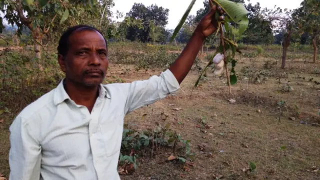 سریش مہتو ریشم کا پھل دکھاتے ہوئے