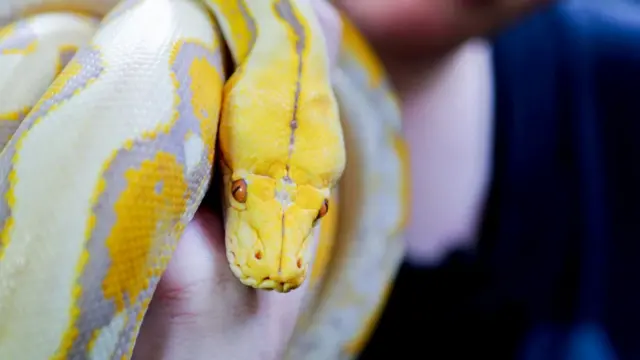 மஞ்சள் நிற பாம்பு