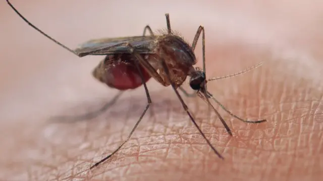Malaria