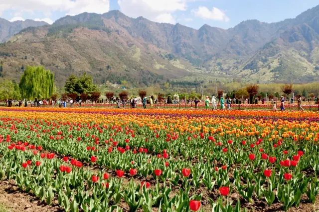 ట్యులిప్ గార్డెన్