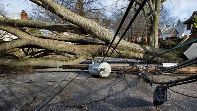 Одно упавшее дерево может спровоцировать энергетический кризис в целой стране