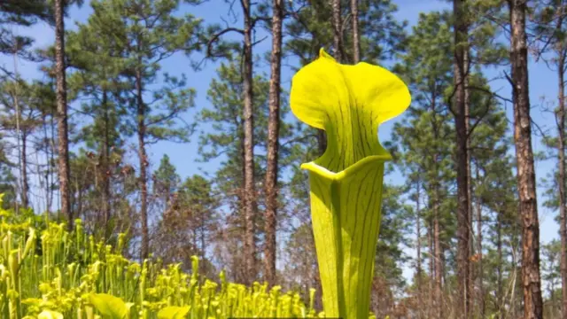 النباتات آكلة الحشرات