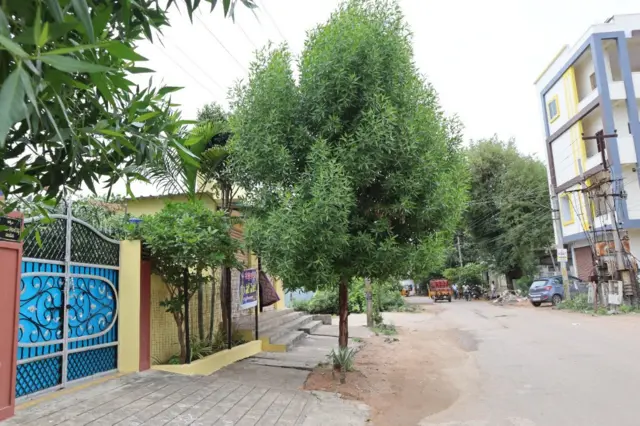 கோனோகார்பஸ் மரம்