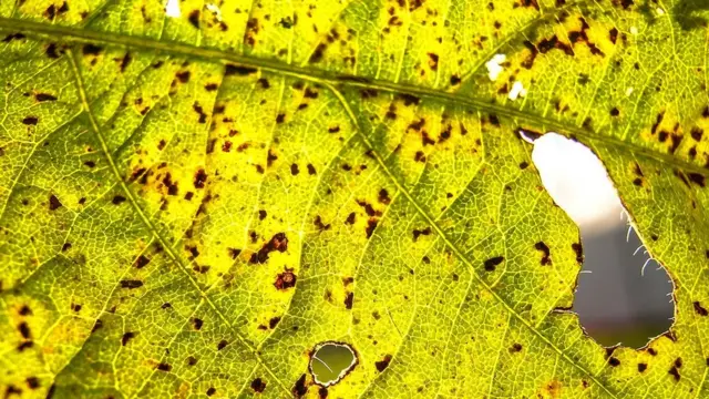 Close em folha de planta atacada por ferrugem asiática