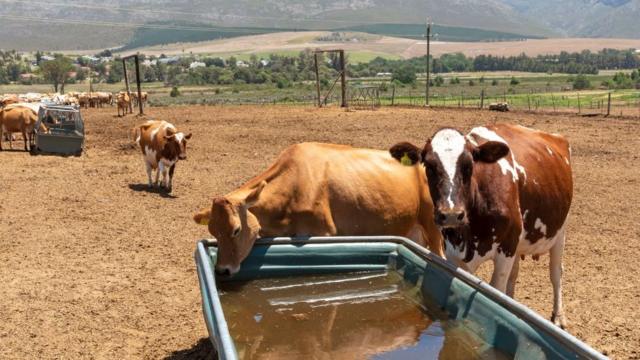 Cows at a South African farm