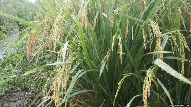 ਝੋਨਾ, ਪੰਜਾਬ