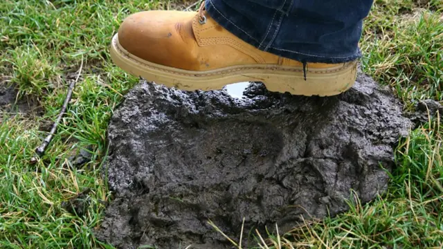 পোকামাকড় দূর করতে মধ্যযুগের মানুষজন বিছানার কাছে গোবর রাখতেন