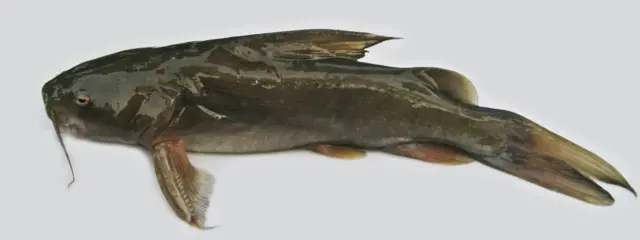 রিটা মাছ