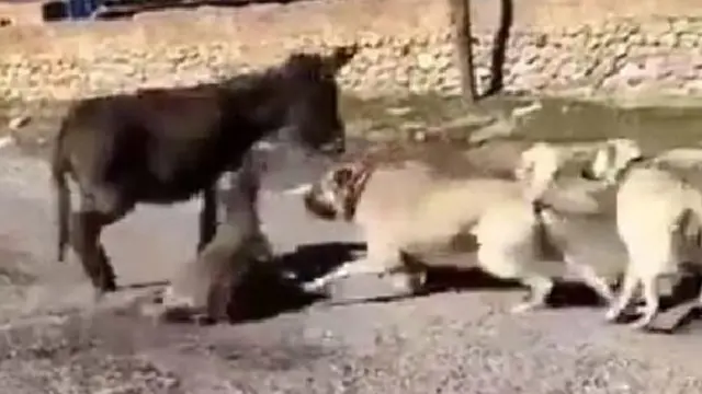 BERAT KAYA