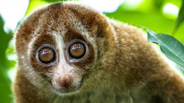 一则关于懒猴的视频在网上疯传，这只夜间灵长类动物看上去在享受挠痒痒，但实际上是情绪抑郁。