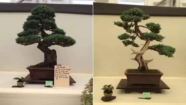 Bonsai