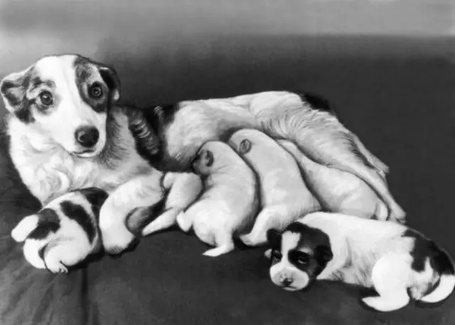 щенки Стрелки