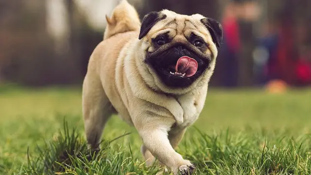पग नस्ल के कुत्ते