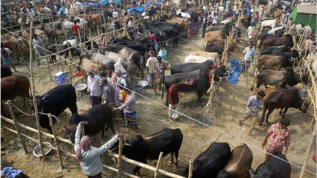 গরুর হাট