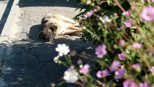 бездомна безпритульна собака у Києві в Україні